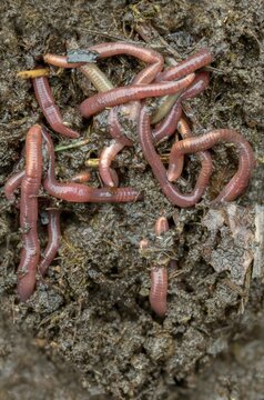 Annelida, flowers and plants, clitellata, earthworm, shingles, lumbricidae, oligochaeta, annelids, least bristle, high size, portrait format, earthworm