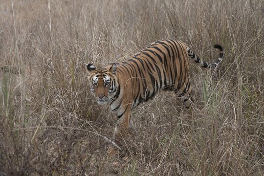 Bengal tiger (Panthera tigris tigris) adult standing in grassland, Bandhavgarh, Madhya Pradesh, India