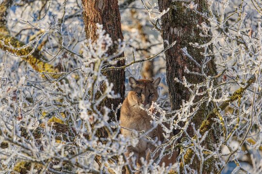 An adult female cougar (Puma concolor) sits high up in a frost-covered oak tree on a sunny, cold winter day. Captive
