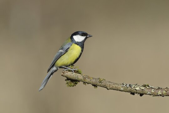 Great tit (Parus major) sitting on a branch overgrown with moss, side view, North Rhine-Westphalia, Germany