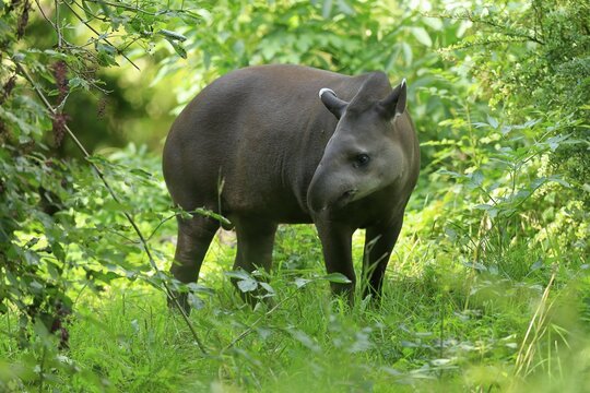 Lowland tapir (Tapirus terrestris), adult, foraging, captive