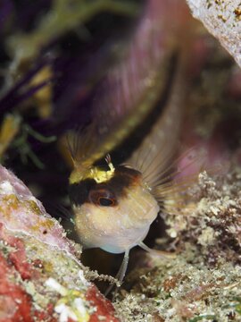 A striped Tompot blenny (Parablennius rouxi) in a colourful environment, looking curiously. Mediterranean Sea near Hy&egrave;res, dive site Giens Peninsula, Provence Alpes C&ocirc;te d'Azur, France