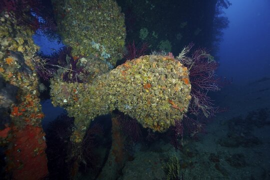 Detailed view of a wreck, the propeller covered with coral, color-changing gorgonia (Paramuricea clavata), and reef growth, in dark water in the Mediterranean near Hy&egrave;res, dive site Wreck Le Grec, Giens Peninsula, Porquerolles, Provence, C&ocirc;te d'Azur, France