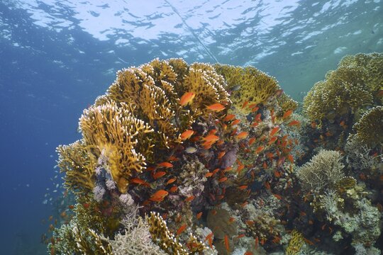 Net fire coral (Millepora dichotoma) and group of sea goldie (Pseudanthias squamipinnis), Marsa Shona reef dive site, Egypt, Red Sea