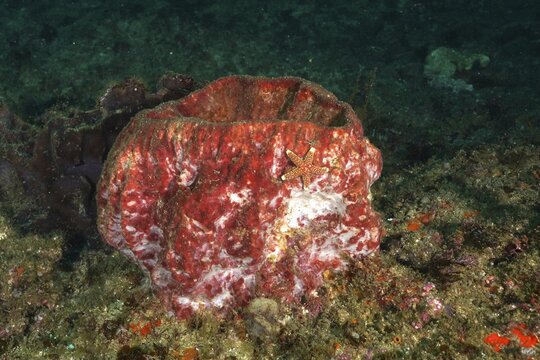 Red sea sponge, vase sponge (Haplosclerida), with starfish on a reef. Dive site Aliwal Shoal, Umkomaas, KwaZulu Natal, South Africa