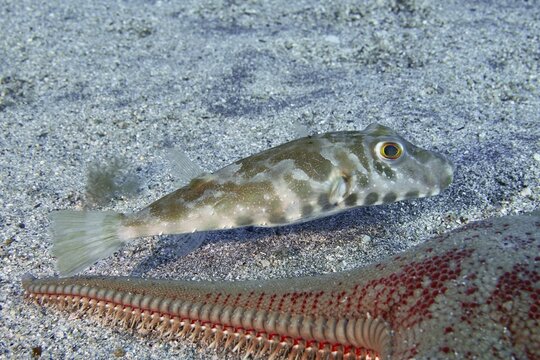 Pearled pufferfish (Sphoeroides spengleri) swimming next to a starfish on a sandy seabed. Dive site Bufadero, Palm M, Tenerife, Canary Islands, Spain