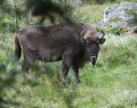 European bison (Bison bonasus) in near-natural habitat, captive, Germany