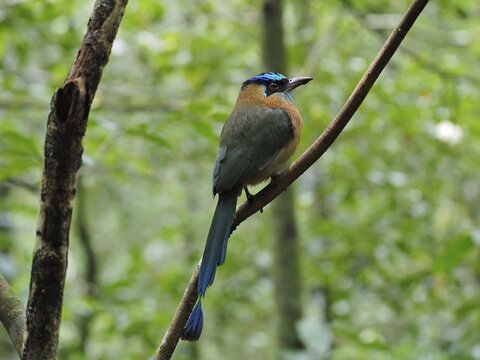 Blue-crowned motmot (Momotus momota), Monteverde Cloud Forest, Costa Rica, Central America
