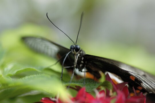 Heliconiinae, Heliconius cydno is sitting on a plant