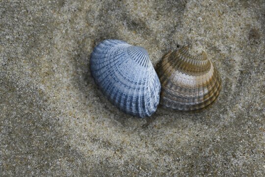 Cockle (Cardiidae) on the beach, North Sea, Spiekeroog, Lower Saxony, Germany