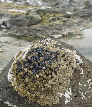 Barnacles (Balanidae) and mussels (Mytilus), Reykjanes, Westfjords or West Fjords, Iceland, Europe