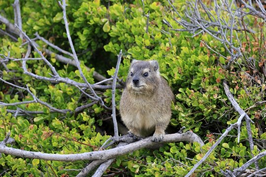 Klippschliefer (Procavia capensis), adult, sitting, in the bushes, alert, Boulders Beach, Simon's Town, Western Cape, South Africa