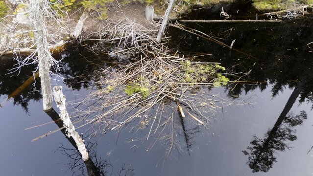 Beaver lodge. Region of La Mauricie. Province of Quebec. Canada