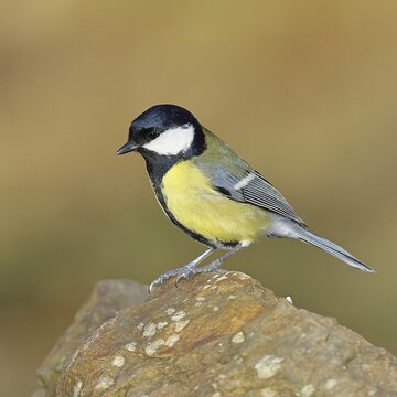 Great tit (Parus major), sitting on a stone, Wilnsdorf, North Rhine-Westphalia, Germany