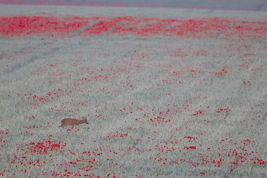 Roe deer (Capreolus capreolus) adult male buck in a farmland cereal crop in the summer with red poppy flowers, England, United Kingdom