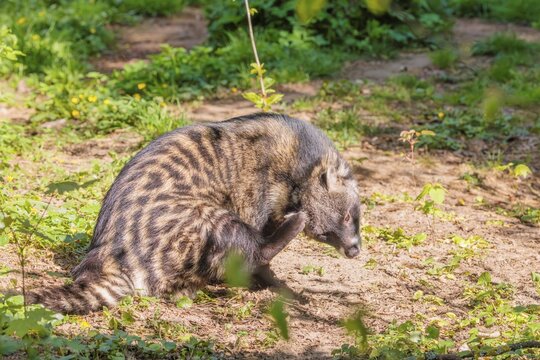 An African civet (Civettictis civetta) sits on the forest floor on a sunny day and scratches his head with his hind leg
