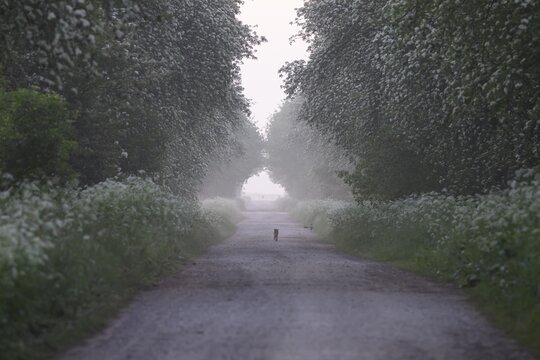 A misty path lined with green trees conveys a peaceful and tranquil atmosphere, Mulberry tree avenue (Morus spec.), D&uuml;mmer nature park Park, Bohmte, Lower Saxony, Germany
