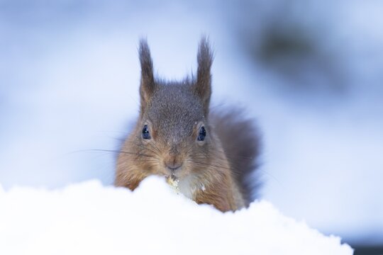 Red squirrel (Sciurus vulgaris) adult animal eating a nut in snow in winter, England, United Kingdom