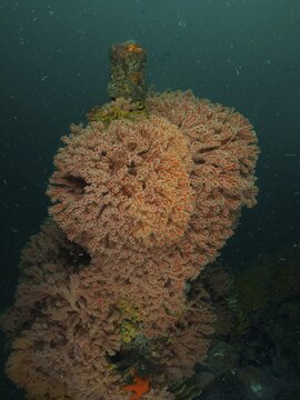 A complex-shaped, multi-coloured horn coral (Melithaea rubra) with orange-coloured elements and a rich green hue underwater, False Bay, Cape of Good Hope, Cape Town, South Africa