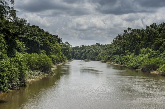River Kourou with green vegetation, Kourou, French Guiana