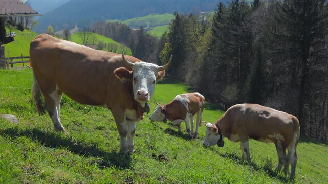 A horned brown and white cow with a cowbell looks into the camera while two young cows graze a steep green meadow in Switzerland. Dark fir forest, wooden fence and hills on a sunny spring day.