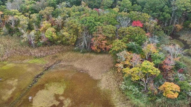 A salt marsh abuts a scenic forest on the coast of Cape Cod, Massachusetts. This beautiful destination is on the outer part of the sandy peninsula of Cape Cod, not far from the Atlantic Ocean.