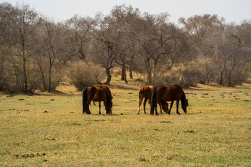 A group of horses are on the grassland in early spring. © zhengzaishanchu