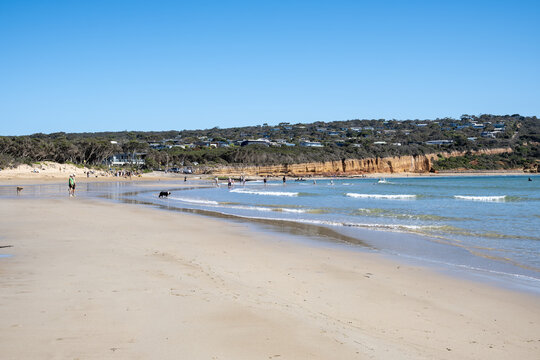 A sandy beach at Point Roadknight in Anglesea, Victoria, Australia, with beachgoers and dogs walking along the shallow shoreline, cliffs, residential homes and bushland-covered slopes rising behind. 
