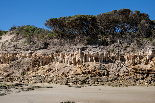Heavily eroded sandstone cliffs, honeycomb rock formations, and exposed coastal roots below native coastal trees along the beach at Point Roadknight in Anglesea, Victoria, Australia
