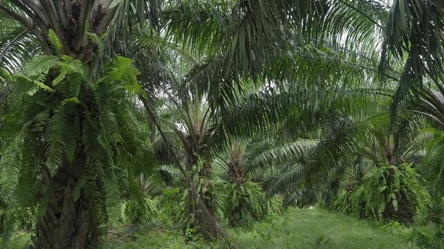 Oil palm plantation with pruned fronds piled up on the ground between the rows of trees, and the area overgrown with weeds.