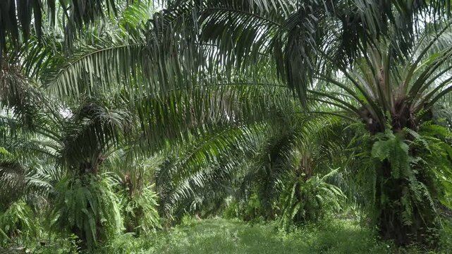 Oil palm plantation with pruned fronds piled up on the ground between the rows of trees, and the area overgrown with weeds.
