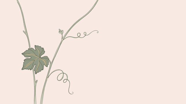 Isolated Elegant Vine Swirls and Leaf with Copy Space