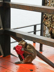 A monkey sits on a wooden bench holding a bright red plastic object close to its face. © Suphattra