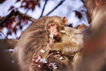 Japanese Macaque Holding a Flower at Arashiyama Monkey Park © KAEDE