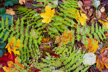 Vibrant green fern fronds spread over a carpet of colorful fallen maple leaves, capturing the crisp essence of an autumn forest floor in mid-October © PhotoChur