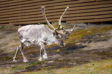 A Svalbard reindeer (Rangifer tarandus platyrhynchus) grazes behind homes in Longyearbyen on Spitsbergen Norway. They are among the smallest subspecies of reindeer and only found in Svalbard.  © Colin N. Perkel