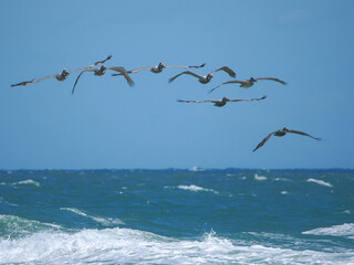 Pelicans soar above turquoise waves. Sky is clear, sea churns with whitecaps. Birds glide in perfect formation. Sunlit ocean stretches to horizon. Perfect for travel, nature, or wildlife themes © Mark