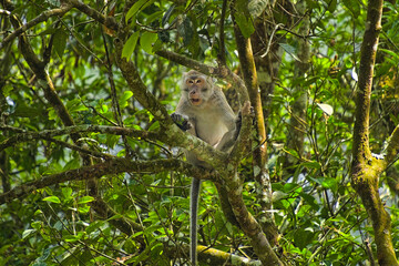 Long-tailed Macaque Sitting on Tree Branch in Tropical Rainforest Jungle Habitat in West Java, Indonesia © EkoPriyatno