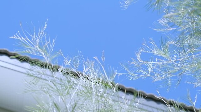Tree leaves gently swaying beneath a house roof against a bright blue sky, creating a calm natural background with soft daylight, airy movement, and a peaceful outdoor atmosphere.