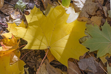 Fallen maple leaves showing different stages of autumn decay and fading on forest ground. © Svetlana Khor