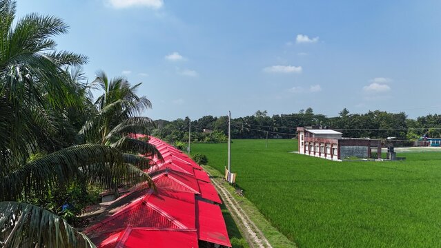 Aerial perspective of a long row of houses with bright red roofs situated next to a lush green rice field and palm trees in a rural landscape