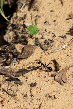 Close-up of Inch Ant (Myrmecia pyriformis) digging nest, South Australia