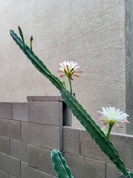 Tall Peruvian apple cactus leans against a stucco wall, blooming with large white and pink flowers, Phoenix, AZ