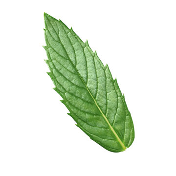 green leaf isolated on white