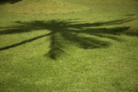 A large palm tree casts a distinct shadow on vibrant grass