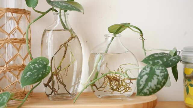 Pothos cuttings grow roots in glass containers beside a painted jar