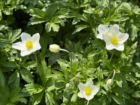 Snowdrop anemone sylvestris windflower
