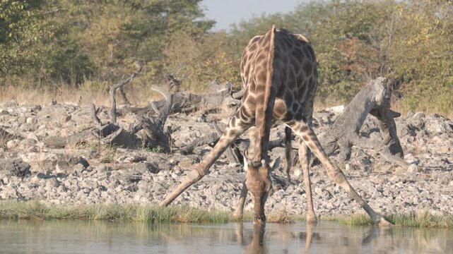 a giraffe does the splits to drink from goas waterhole at etosha national park in namibia, africa