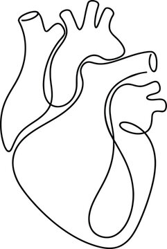 Continuous single line drawing of a human heart organ Vector