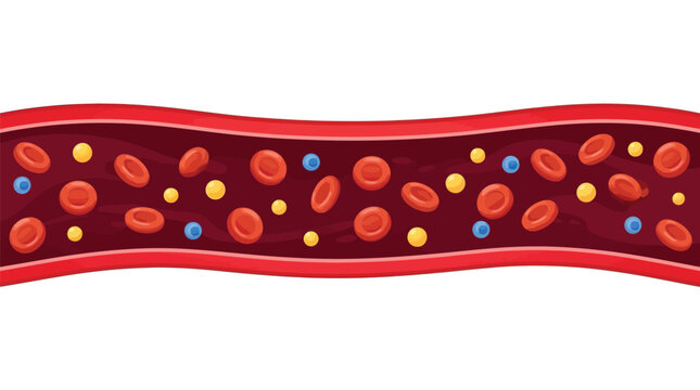 Detailed blood vessel vector graphic showcasing red and white blood cells flowing inside artery